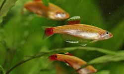 Gold cloud minnow x5
