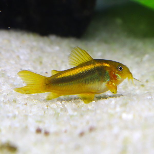 Gold laser corydoras x4