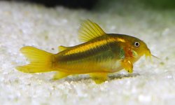 Gold laser corydoras x4