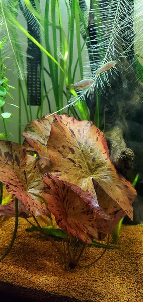 Red tiger lotus