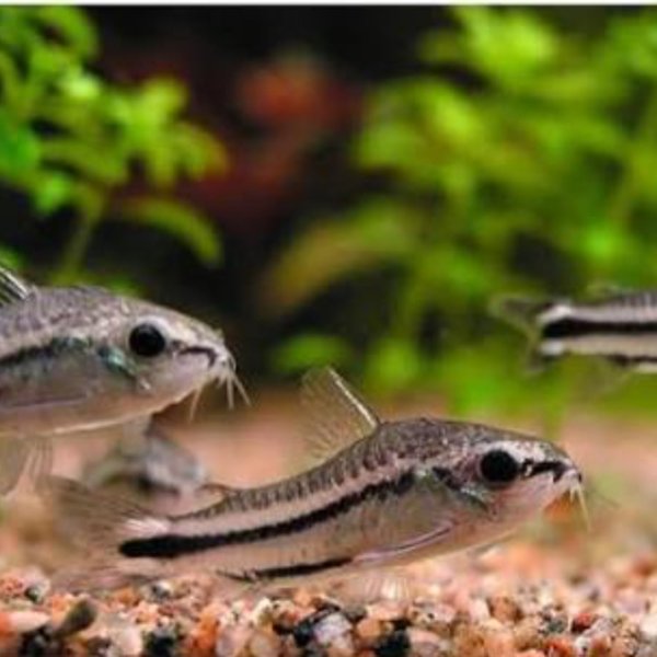 Pygmy corydora x9