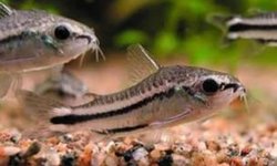 Pygmy corydora x9