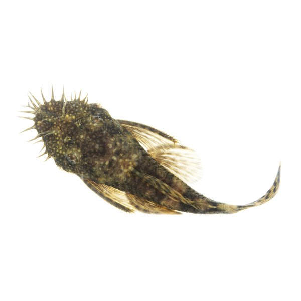 Common Bristlenose pleco