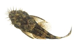Common Bristlenose pleco