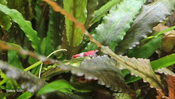 Red rili shrimp