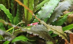 Red rili shrimp