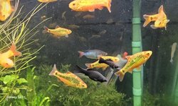Trio of young black mollies