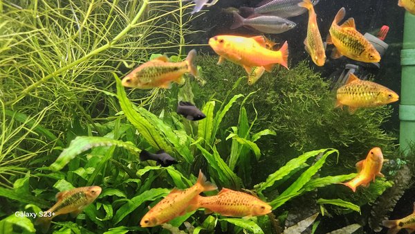 Trio of young black mollies