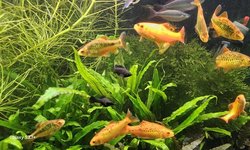 Photo 2 of Trio of young black mollies