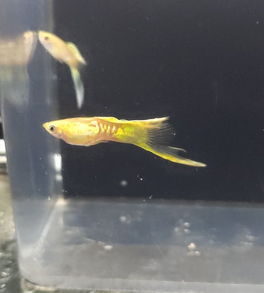 Pair of lower swordtail guppies