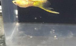 Photo 3 of Pair of lower swordtail guppies
