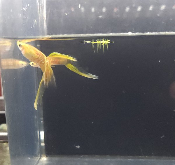 Pair of lower swordtail guppies