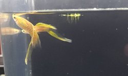 Pair of lower swordtail guppies