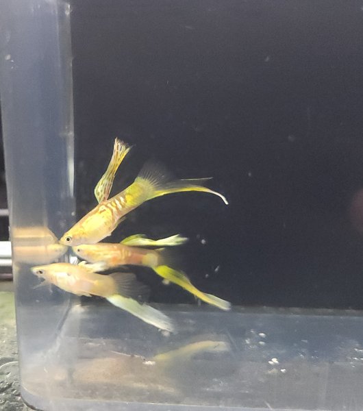 Pair of lower swordtail guppies