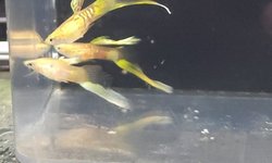 Photo 3 of Pair of lower swordtail guppies