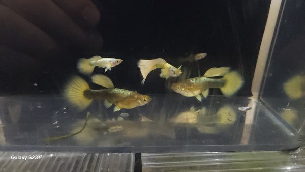 24k gold guppies