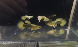 Photo 3 of 24k gold guppies