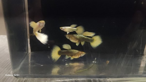 24k gold guppies