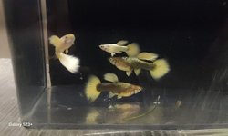 Photo 2 of 24k gold guppies