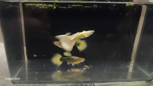 24k gold guppies