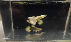 24k gold guppies