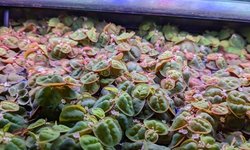 Red root floaters