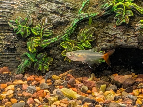 3 Glass Bloodfin Tetras