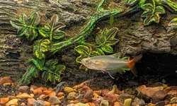 3 Glass Bloodfin Tetras
