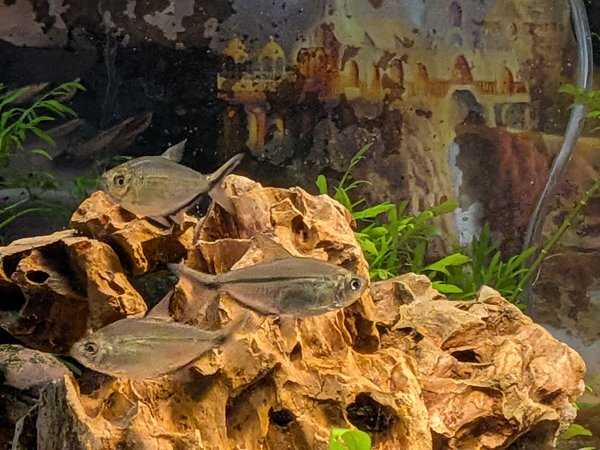 6 Blackline Tail Tetras