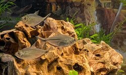 6 Blackline Tail Tetras