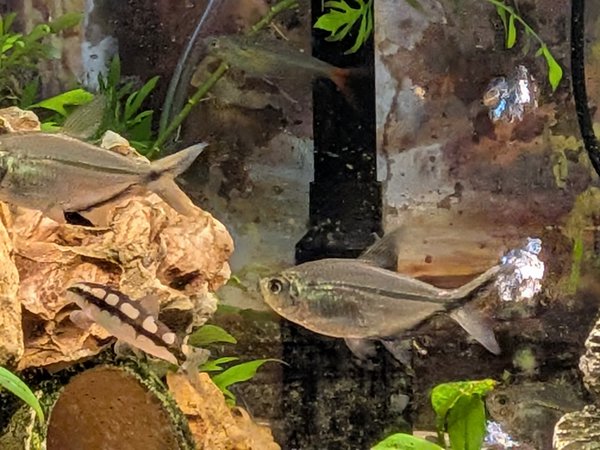 6 Blackline Tail Tetras