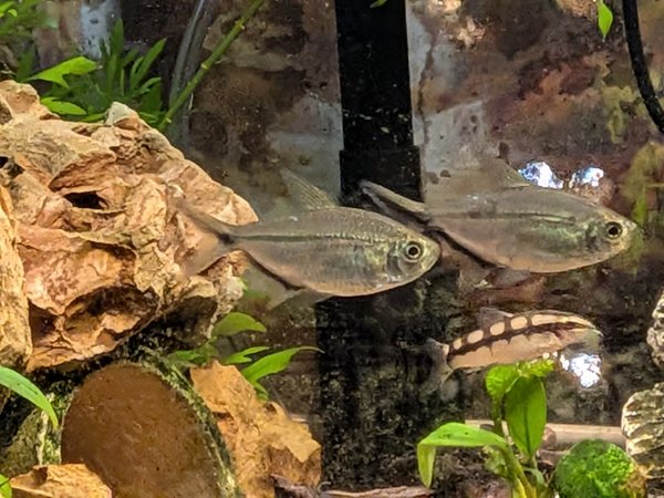 6 Blackline Tail Tetras