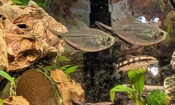 Photo 3 of 6 Blackline Tail Tetras