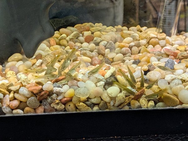 Female Guppies (20+)