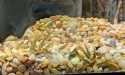 Photo 2 of Female Guppies (20+)