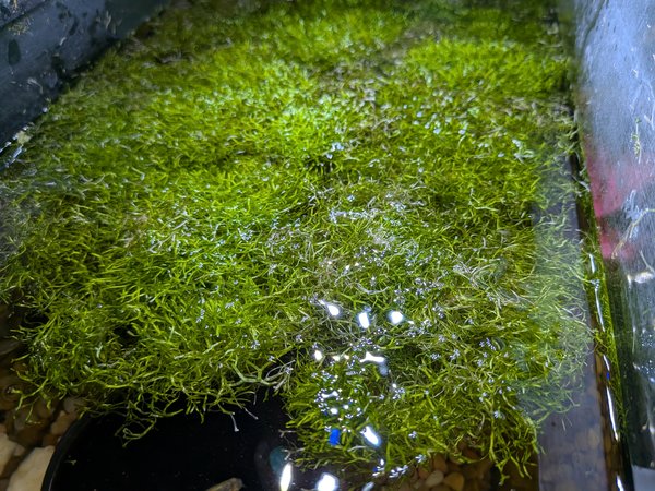 Floating Crystalwort (Lot 1)
