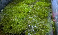 Photo 2 of Floating Crystalwort (Lot 1)