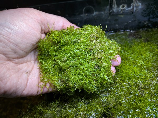 Floating Crystalwort (Lot 1)