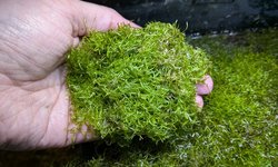 Photo 3 of Floating Crystalwort (Lot 1)