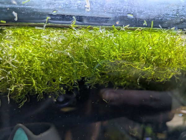 Floating Crystalwort (Lot 1)