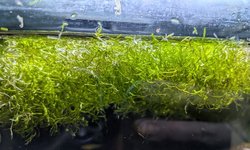 Photo 4 of Floating Crystalwort (Lot 1)