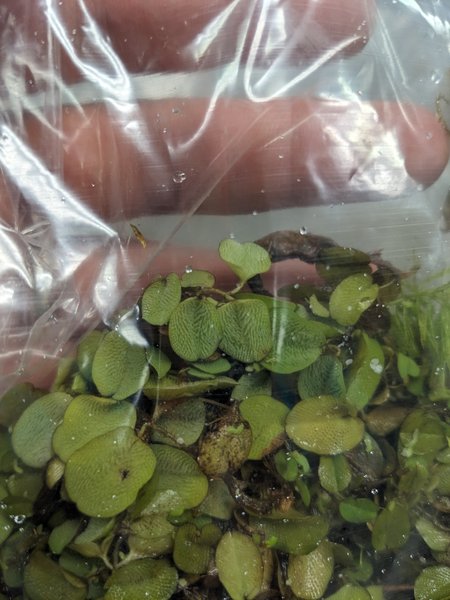 Salvinia natans