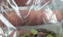 Salvinia natans