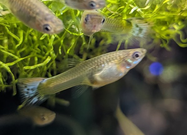 Female Guppies (20+)