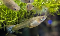 Photo 5 of Female Guppies (20+)