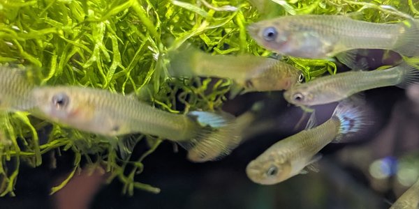 Some of the females, they are just starting to color-up!