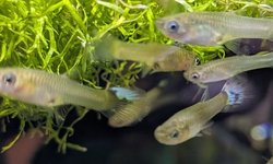 Photo 4 of Female Guppies (20+)