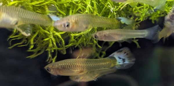 Some of the females, they are just starting to color-up!