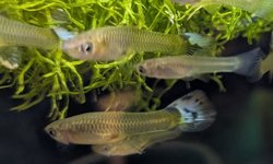 Photo 3 of Female Guppies (20+)