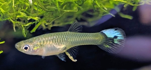 One of the females, they are just starting to color-up!